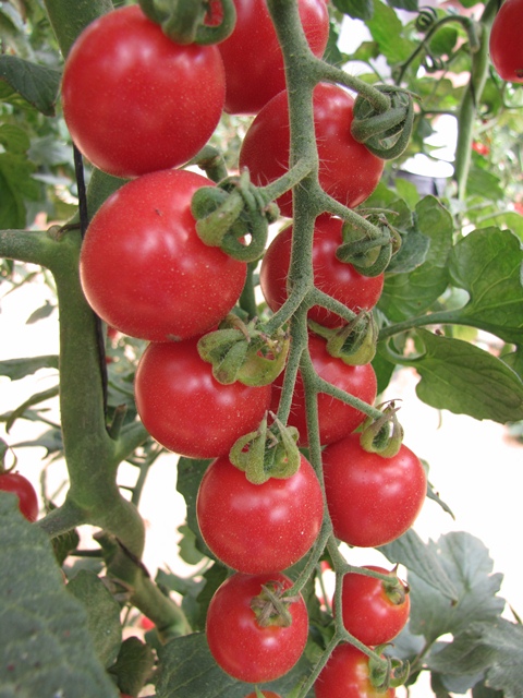 Cocktail Cherry tomato 853-240 p1